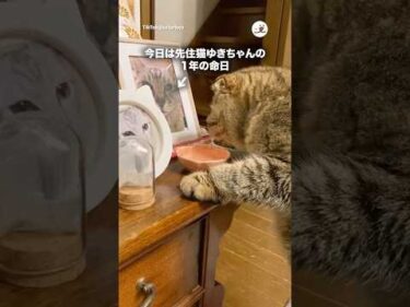 先住猫のお供えごはん食べる猫｜PECO