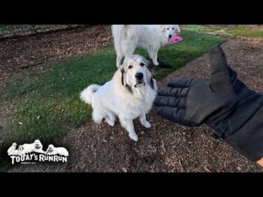 省エネモードでダラダラと格下の相手をするベルとリリーです　Great Pyrenees　グレートピレニーズ