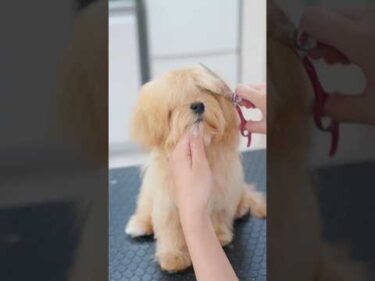 長ーい前髪をカットしたら・・・