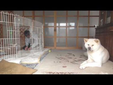 【秋田犬ゆうき】ボロボロに破いた敷物を飼い主が縫い始めたのでこれ以上怒らせないよう外で待つ【akita dog】