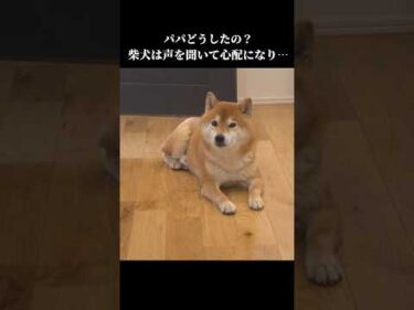 柴犬はパパの異常な声を心配して…。 #shibainu #柴犬 #柴犬ハチ #犬 #犬のいる生活 #花粉症