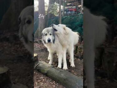 Lily リリー #greatpyrenees #todaysrunrun #グレートピレニーズ #今日のルンルン
