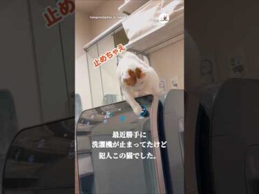 洗濯機を止めた犯人は猫でした｜PECO