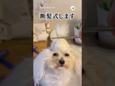 なんとも言えない表情｜PECO