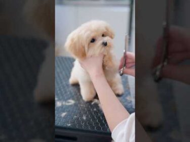 小さな前足が可愛すぎる子犬をトリミングしたら・・・