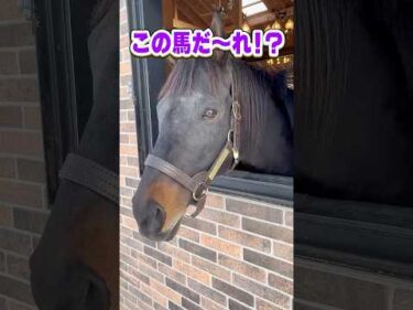 【この馬だ〜れ？】”シルバーコレクター”のあの馬!? #horse #shorts #クイズ #競馬