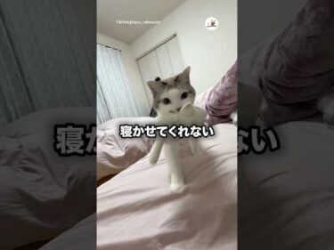 もう真夜中ですよ…｜PECO