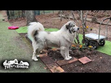 散歩待ちの間は置いていかれたと思い寂しくなってしまうベルです　Great Pyrenees　グレートピレニーズ