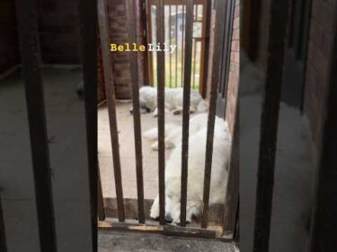 Belle Lily #greatpyrenees #todaysrunrun #グレートピレニーズ #今日のルンルン