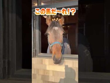 【この馬だ〜れ？】適性距離は”3000m超” #horse #shorts #クイズ #競馬