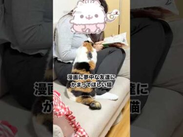漫画に夢中な友達にかまってほしい猫｜PECO