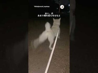 主の方だけ念入りにやる犬｜PECO