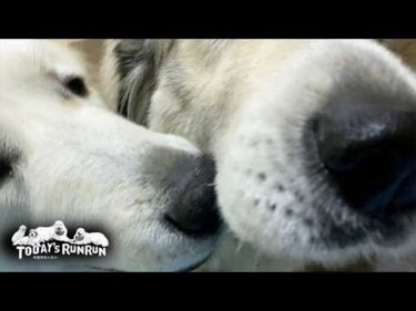 早朝部屋から出てくるお父さんを待ち構えているベルとリリーです　Great Pyrenees　グレートピレニーズ