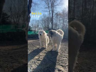 Belle Lily #greatpyrenees #todaysrunrun #グレートピレニーズ #今日のルンルン
