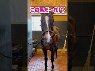 【この馬だ〜れ？】〇歳まで現役バリバリ!? #horse #shorts #クイズ #競馬