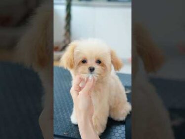 可愛すぎて困っちゃう子犬をトリミングしたら・・・