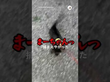 どうせ無理やろと思ってたら捕まえやがった｜PECO