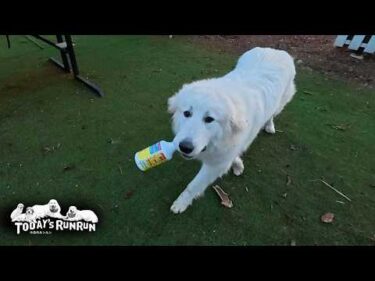 早朝のイタズラはほぼ現行犯で確保されるリリーです　Great Pyrenees　グレートピレニーズ