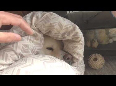 【秋田犬ゆうき】ぽかぽか陽気のうたた寝が始まったところで優しい飼い主が布団を掛けてくれる【akita dog】