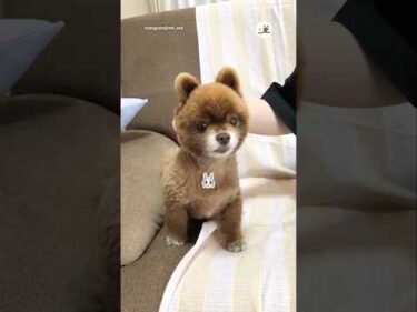 うさぎ🐰アザラシ🦭いーぬ🐶｜PECO