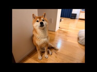 今夜は急遽ライブ配信になりました！柴犬ハチ家の最近のお話。
