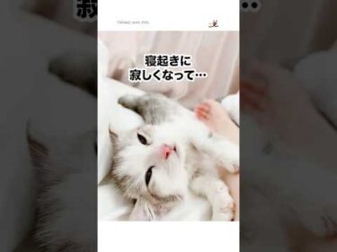 寝起きに寂しくなった子猫｜PECO