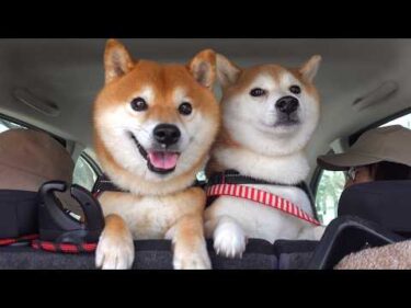 突然やってきた実家の柴犬に…柴犬妹の様子がおかしい。