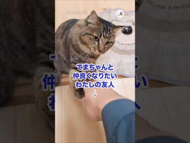 てまちゃんと仲良くなりたいわたしの友人｜PECO