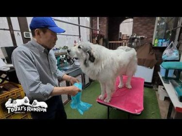 自分で行くからリードは要らない！指示を理解してとてもお利口なベルです　Great Pyrenees　グレートピレニーズ