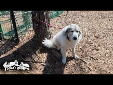 逃げ回る前に捕まってしまい納得がいかないベルです　Great Pyrenees　グレートピレニーズ