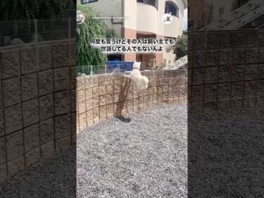 その人は飼い主でも世話した人でもないんよ｜PECO