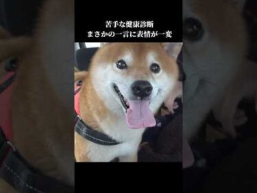 柴犬は残念なお知らせに表情が一変 #病院 #shibainu #犬のいる生活