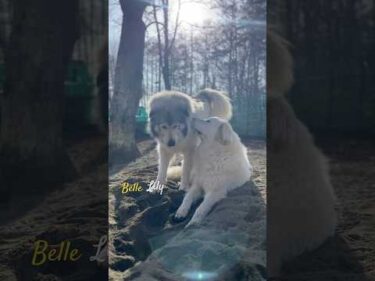 Belle Lily #greatpyrenees #todaysrunrun #グレートピレニーズ #今日のルンルン