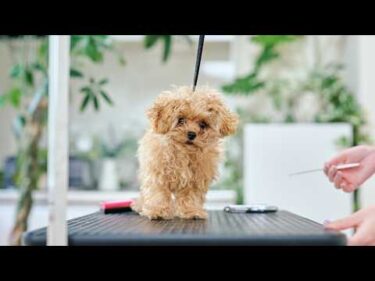 可愛すぎるティーカッププードル、眠気と戦う初めてのトリミング