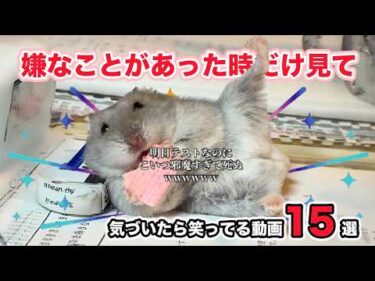 【あなたの心へ処方🌸】嫌なことがあった時に見る動画｜PECO