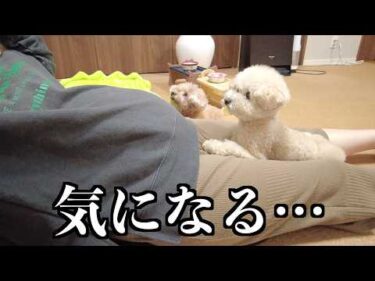 最近大きくなったママのお腹が気になるのか不思議そうな愛犬