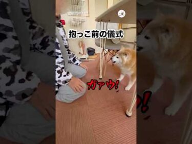 抱っこ前のくだりが荒めの犬｜PECO