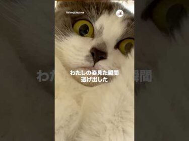 旦那さんの実家に行った結果…｜PECO