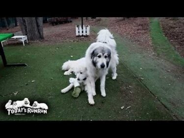 この子まだ子どもなので…リリーのイタズラを許してほしいベルです　Great Pyrenees　グレートピレニーズ