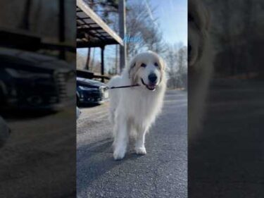 Alain アラン #greatpyrenees #todaysrunrun #グレートピレニーズ #今日のルンルン