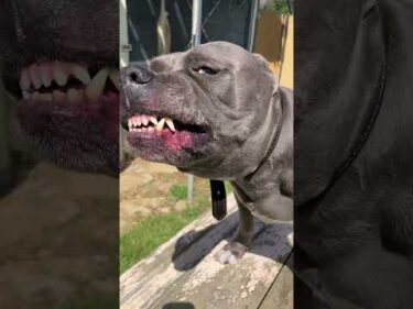 ピットブルとっつぁんの正体