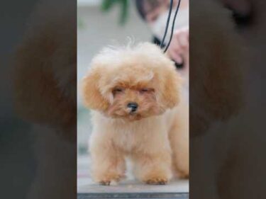 トリミング中にどんどん眠たくなってしまう子犬/ティーカッププードル初トリミング