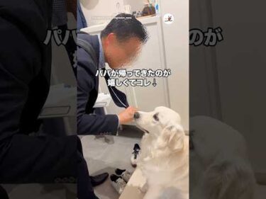 パパが帰ってきたのが嬉しくてコレ｜PECO