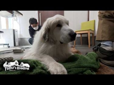 途中で熟睡…どんぐり病院さんで定期鍼灸をしたアランです　Great Pyrenees　グレートピレニーズ
