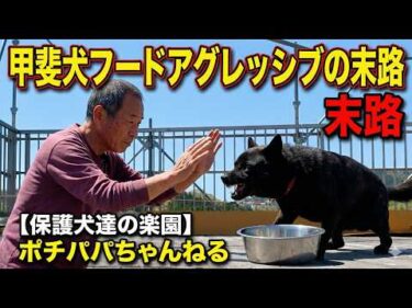 【甲斐犬】瑞稀 vs ポチパパ　フードアタック最終戦！