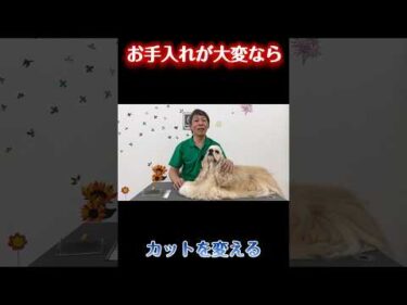 【犬 しつけ】お手入れが苦手な犬はカットで解決？