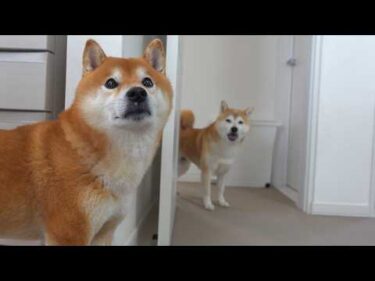 実家の柴犬の異変を聞き、実家へ向かいました。