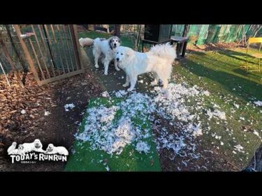 息子（格下）が寝坊をしたので…監視を逃れ派手にイタズラを決めたリリーです　Great Pyrenees　グレートピレニーズ