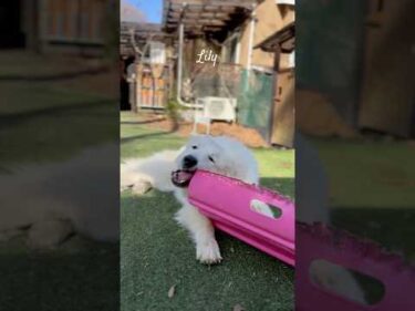 Lily リリー #greatpyrenees #todaysrunrun #グレートピレニーズ #今日のルンルン
