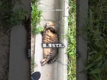 アザラシ猫の昼寝｜PECO